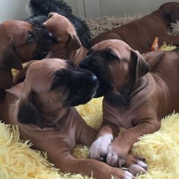 Rhodesian Ridgeback Puppies from Lyonnese Rhodesian Ridgebacks