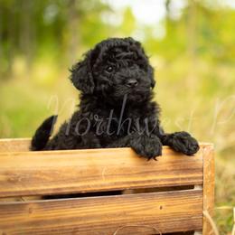 Poodle Puppies from Northwest pets Poodles