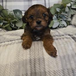 Kloie - Chocolate female Cavapoo puppy in Copan, Oklahoma from Tatums cavapoos