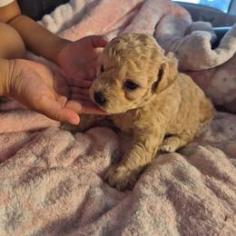 Soda - Apricot female Poodle puppy in Corona, California from Poodle house CA