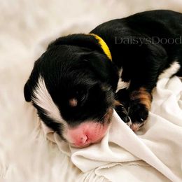 Bernedoodle Puppies from Daisy's Doodles