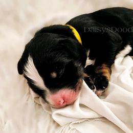 Bernedoodle Puppies from Daisy's Doodles