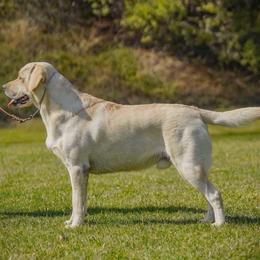 Astro - Labrador Retriever