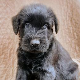 Red - Black female Giant Schnauzer puppy in Locust Grove, Oklahoma from M & J's Oklahoma Giants