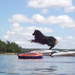 Australian Shepherds from CarMel Australian Shepherds