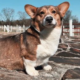 Luna - Pembroke Welsh Corgi