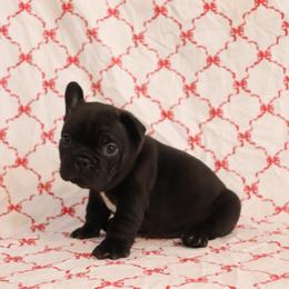 Tony - Black male French Bulldog puppy in Manchester, Michigan from Small Town Frenchies