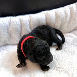 Mike - Phantom male Goldendoodle puppy in Fairwood, Washington from Goldendoodles on the Prairie