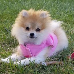 Pomeranians and Shih Tzus from Sweet Success