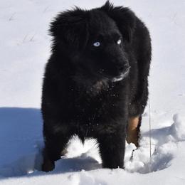 Blue - Miniature Australian Shepherd