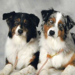 Miniature American Shepherds and Miniature Australian Shepherds from DreamCatcher Miniature American Shepherds
