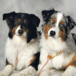 Miniature American Shepherds and Miniature Australian Shepherds from DreamCatcher Miniature American Shepherds