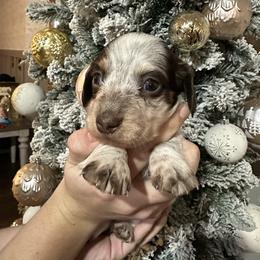 Garland - Piebald female Dachshund puppy in Saint Peter, Illinois from Ashton’s Doxies of Southern IL