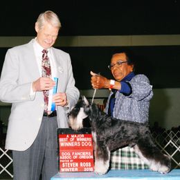 Miniature Schnauzers from Glendora's