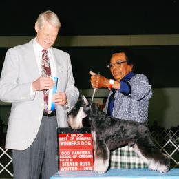 Miniature Schnauzers from Glendora's