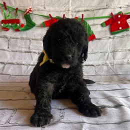Donner - Black male Labradoodle puppy in Monticello, Georgia from Daylin’s Doodles & Labradors
