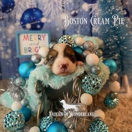 Boston Cream Pie - Chocolate and tan male Dachshund puppy in Rainier, Oregon from Doxies in Wonderland