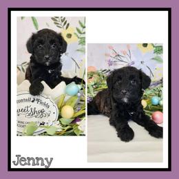 Jenny - Brown female Schnoodle puppy in Lebanon, Missouri from Cedar Glades Canines