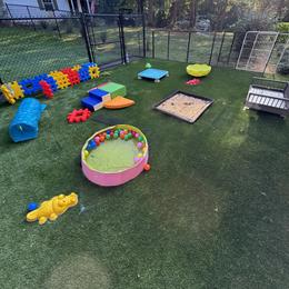 English Springer Spaniel Puppies from Butterfield Trail Farm
