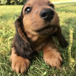 Dachshund Puppies from Hidden Haven Dachshunds