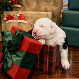 Snoopy - Black and white male Sheepadoodle puppy in Tennessee, Illinois from The Artman Family