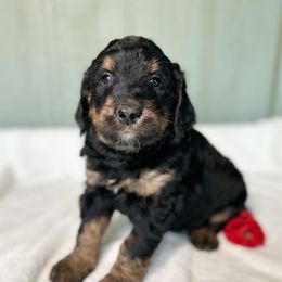 Merry - Phantom female Bernedoodle puppy in Osage City, Kansas from Golden Ridge Goldens