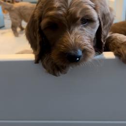 Goldendoodle Puppies from Goldendoodles of Anchor Bay