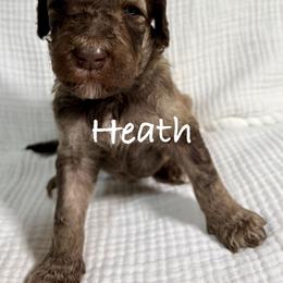 Heath - Sable male Poodle puppy in Carrollton, Georgia from Dande Poodles, LLC