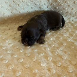 Asher - Chocolate and tan male Shih Tzu puppy in Success, Missouri from Sweet Success