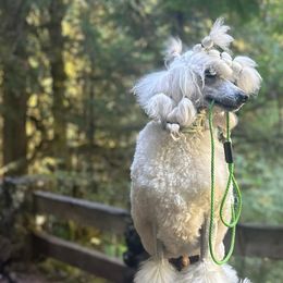 Poodles from Jackalope Poodles