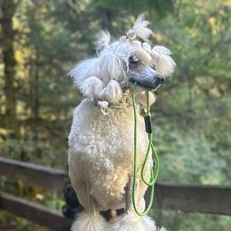 Poodles from Jackalope Poodles