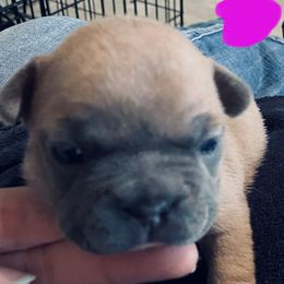 French Bulldog Puppies from Fur Baby Farms
