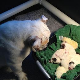 Bulldog and French Bulldog Puppies from Crystals Bulldog Bungalow