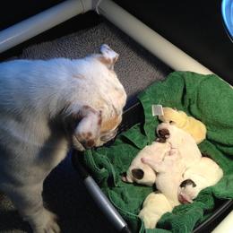 Bulldog and French Bulldog Puppies from Crystals Bulldog Bungalow