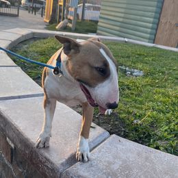 Bull Terriers and Pomeranians from Pure hearts