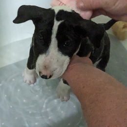 Bull Terrier Puppies from Bulls On Parade