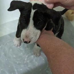 Bull Terrier Puppies from Bulls On Parade