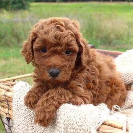 Teddy- AKC Mini Poodle- Stokesdale, NC - Red  male Poodle puppy in Stokesdale, North Carolina from His and Hers Poodles and Doodles