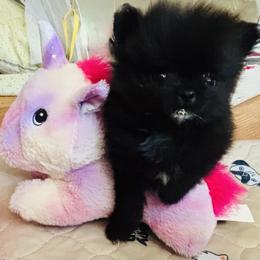 'The Duke' (John Wayne) - Black male Pomeranian puppy in Lake Forest Park, Washington from Tea Pup Pomeranians