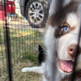 Pomskies and Siberian Huskies from Blue Mini Wolfz Kennel