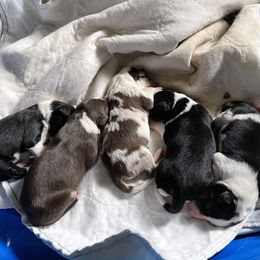 Border Collie puppies from Laura & Leila Johnson's Border Collies