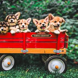 Pembroke Welsh Corgi Puppies from Annwyl McCorgis