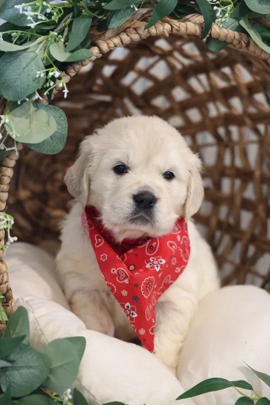 Grimm Girls Farm in Kansas Golden Retriever, Goldendoodle, Labrador