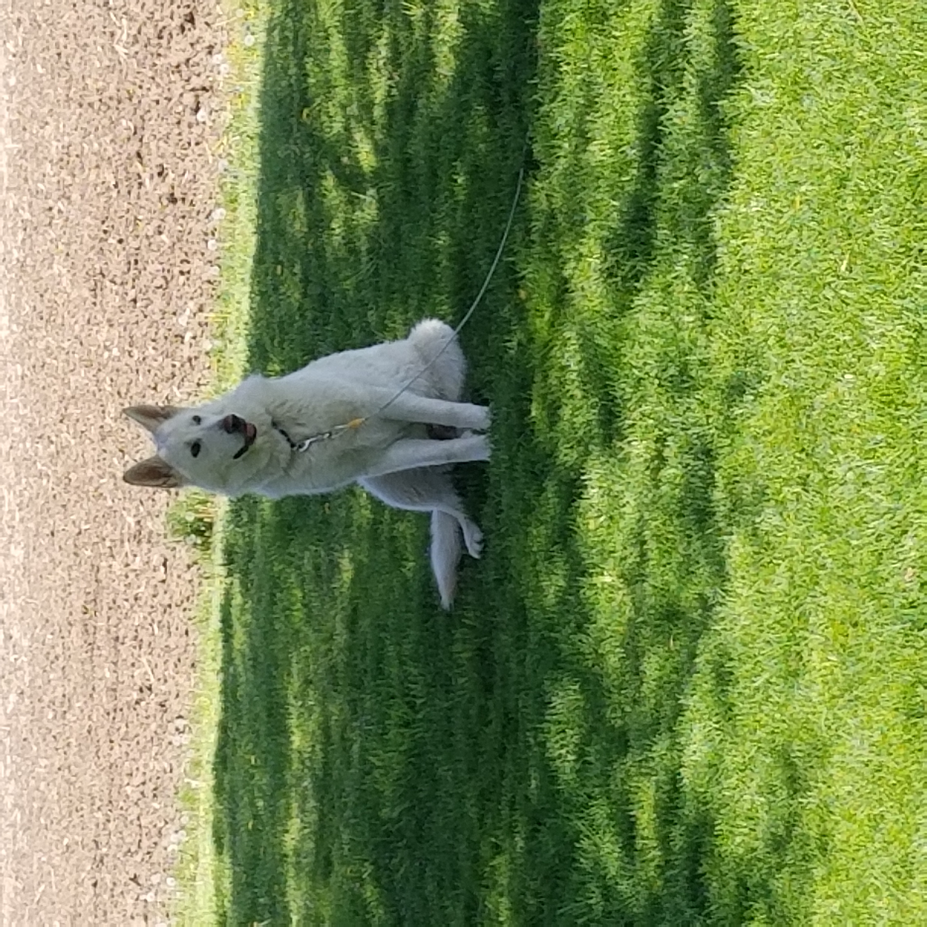 Royalty-Free photo: Short-coated white dog in grassland during daytime |  PickPik, image size:3024x3024