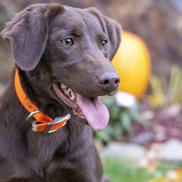 Ginger - Labrador Retriever