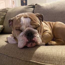 Bulldog Puppies from Triple Crown English Bulldogs