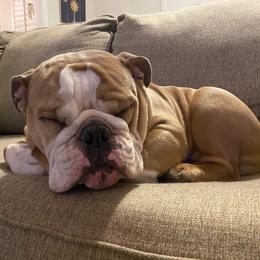 Bulldog Puppies from Triple Crown English Bulldogs