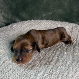 Shaded red dapple - Dapple male Dachshund puppy in Santa Rosa, California from Signature Mini Dachshunds