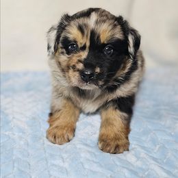 Adam - Blue merle male Australian Shepherd puppy in Owensboro, Kentucky from JnT's Bluegrass Mini Aussies