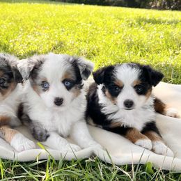 Pomeranian, Pomsky, and Toy Australian Shepherd Puppies from Blessed Little Paws